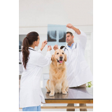 exame de raio x para cachorros preço Vila Mesquita