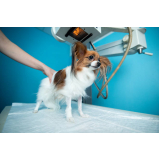 exame de raio x para cachorros Vila Dalila