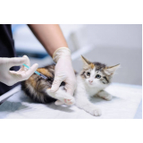 preço de vacina para gato v4 Vila Moreira