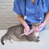 vacina antirrábica gato valores Vila Santana