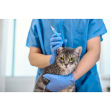 vacina antirrábica para gato Ponte Rasa