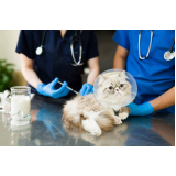 vacina para gato filhote valores Anália Franco