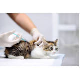 vacina para gato Vila Nova Manchester
