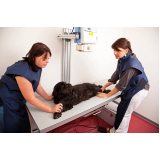 valor de exame de raio x de tórax de cachorro Vila Germaine