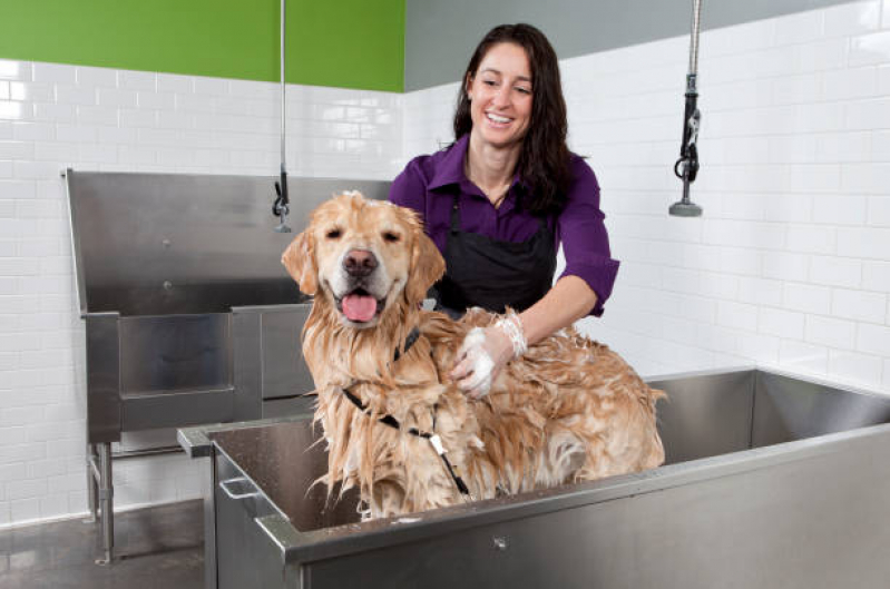 Banho e Tosa para Cachorro Telefone Jardim Hercilia - Banho em Gato Pet Shop