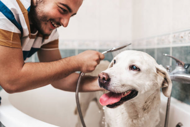 Banho e Tosa para Cachorro Vila Ema - Banho e Tosa Próximo a Mim