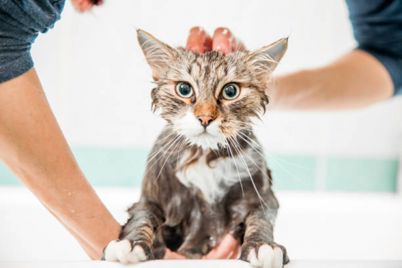 Banho em Gato Pet Shop Telefone Vila Franci - Banho e Tosa para Gato