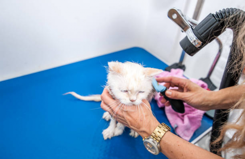 Banho em Gato Pet Shop Engenheiro Goulart - Banho e Tosa