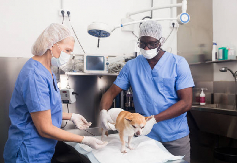 Cirurgia Cistotomia para Gatos Marcar Vila Ruim Barbosa - Cirurgia de Eletroquimioterapia Animal