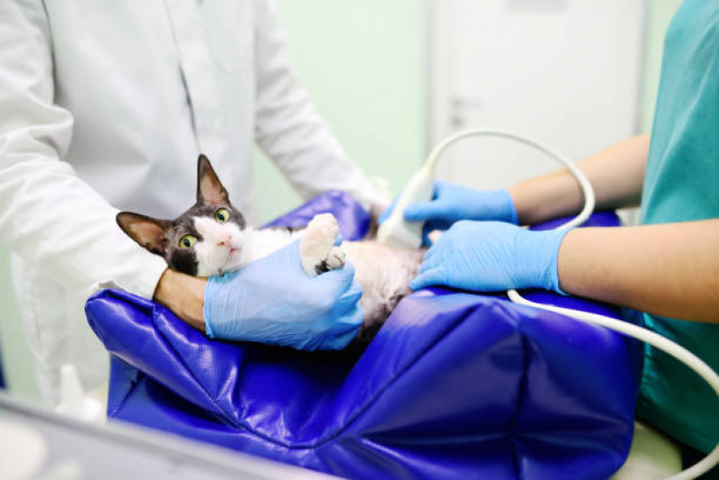 Cirurgia Cistotomia para Gatos Vila Sampaio - Cirurgia Cistotomia para Gatos