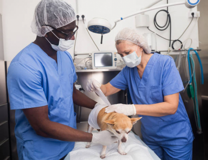 Cirurgia de Eletroquimioterapia Animal Jardim Helena - Cirurgia Mastectomia