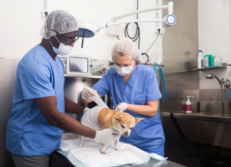 Cirurgia de Otohematoma em Cães Cidade São Mateus - Cirurgia Mastectomia