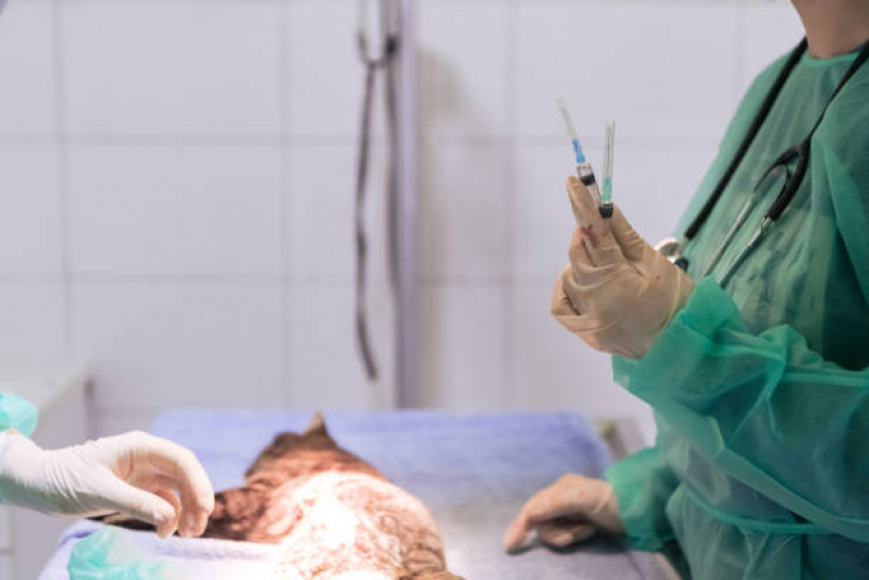 Cirurgia Endoscopia São João Climaco - Cirurgia de Fratura Animal