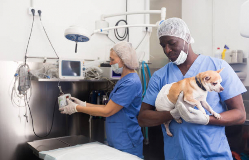 Cirurgia Piometra Vila Buenos Aires - Cirurgia Cistotomia para Gatos