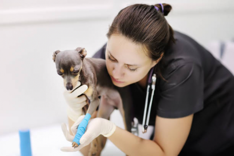 Clínica Veterinária Pet Contato Parque do Carmo - Clínica Veterinária Pet