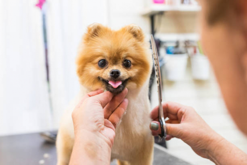Endereço de Pet Shop para Cachorros Vila Franci - Pet Shop Cães e Gatos