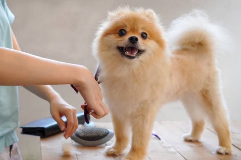 Endereço de Pet Shop Perto de Mim Jardim São Cristóvão - Pet Shop Cães e Gatos