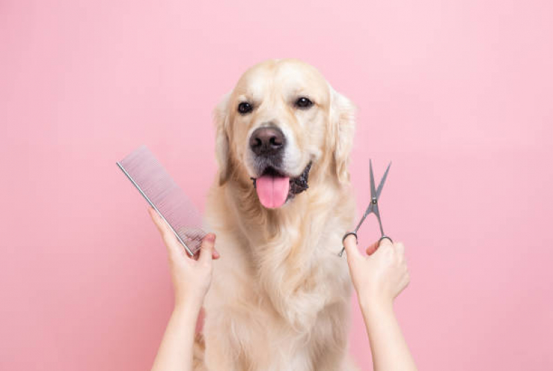 Endereço de Pet Shop Perto Ponte Rasa - Pet Shop Cães e Gatos