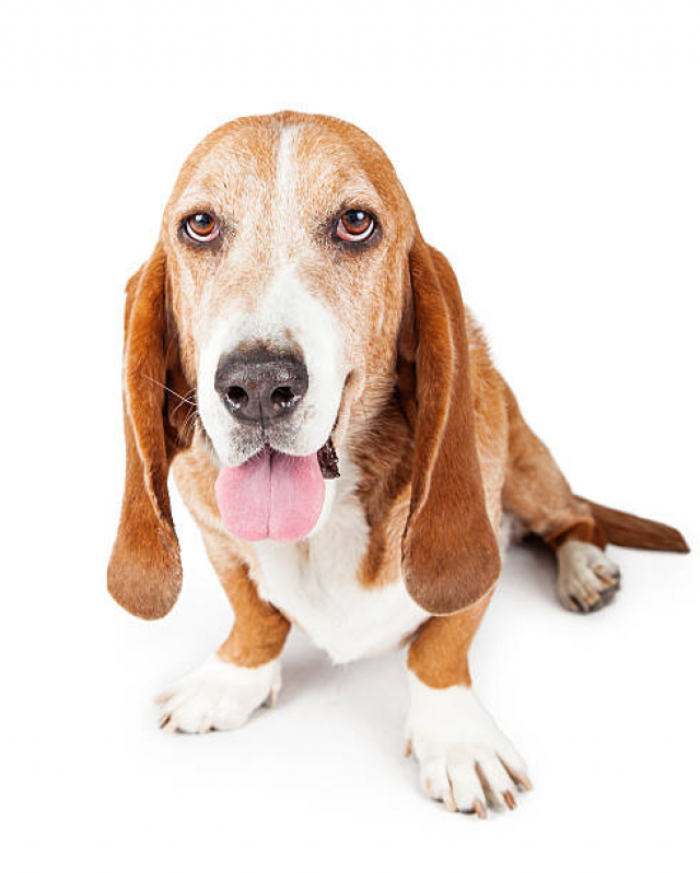 Exame de Eletrocardiograma para Cachorro Valores Manuel Alves Ferreira - Exame de Ultrassom Abdominal em Cães