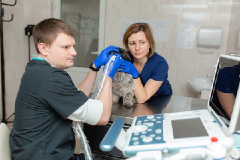Exame de Raio X Cachorros Valores Vila Azevedo - Exame de Eletrocardiograma para Cães e Gatos