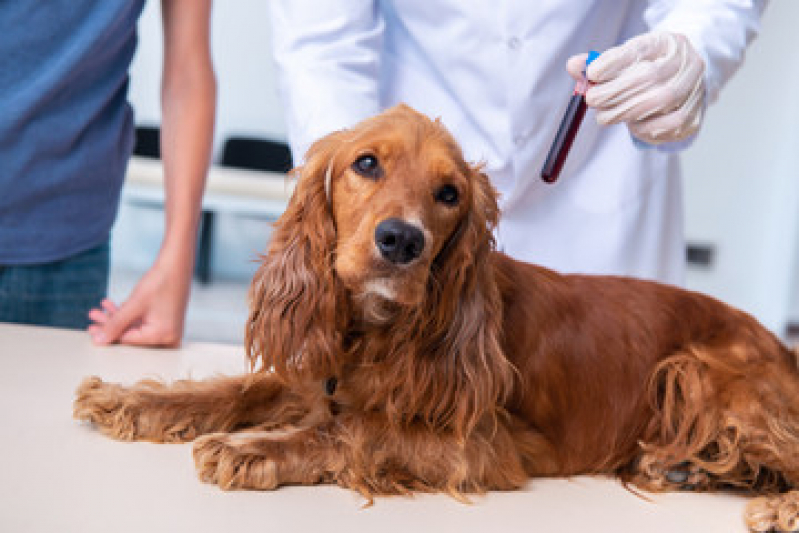 Exame de Sangue para Cachorro Parque São Jorge - Exame de Imagem Veterinário