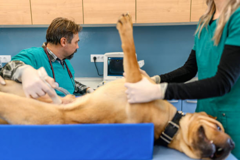 Exame de Ultrassom Abdominal em Cães Valores Vila Santa Teresa - Exame de Ecocardiograma para Cachorro