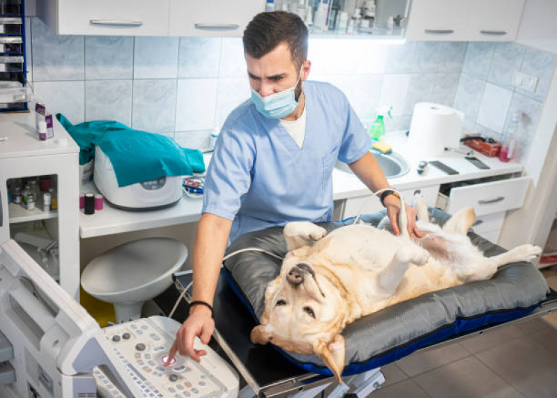 Exame de Ultrassom Abdominal em Cães Vila São Geraldo - Exame de Imagem Veterinário