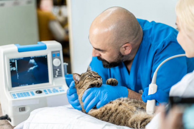 Exame de Ultrassom Abdominal em Gatos Valores Piqueri - Exame de Ultrassom Abdominal para Gatos