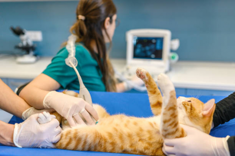 Exame de Ultrassom Abdominal Gato Valores Parque São Rafael - Exame de Ultrassom Abdominal para Gatos
