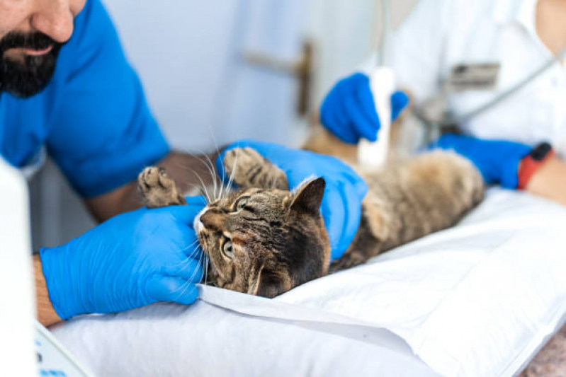 Exame de Ultrassom Abdominal Gato Vila Curuçá - Exame de Ultrassom para Gatos