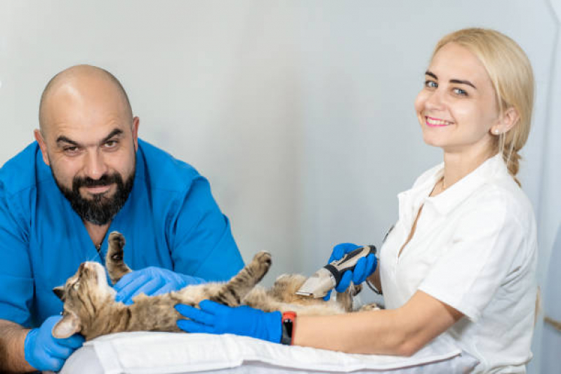 Exame de Ultrassom Abdominal para Gatos Valores Vila Regina - Exame de Ultrassom em Gatos