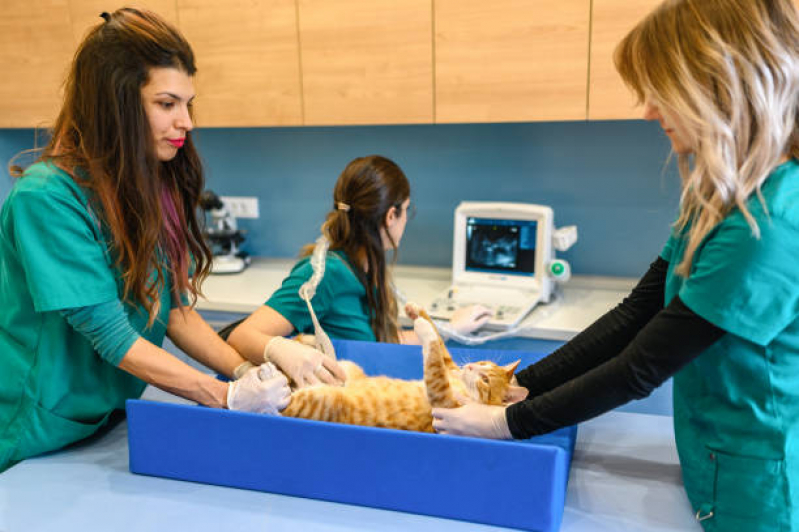 Exame de Ultrassom Abdominal para Gatos Parque Arthur Alvim - Exame de Ultrassom em Gatos