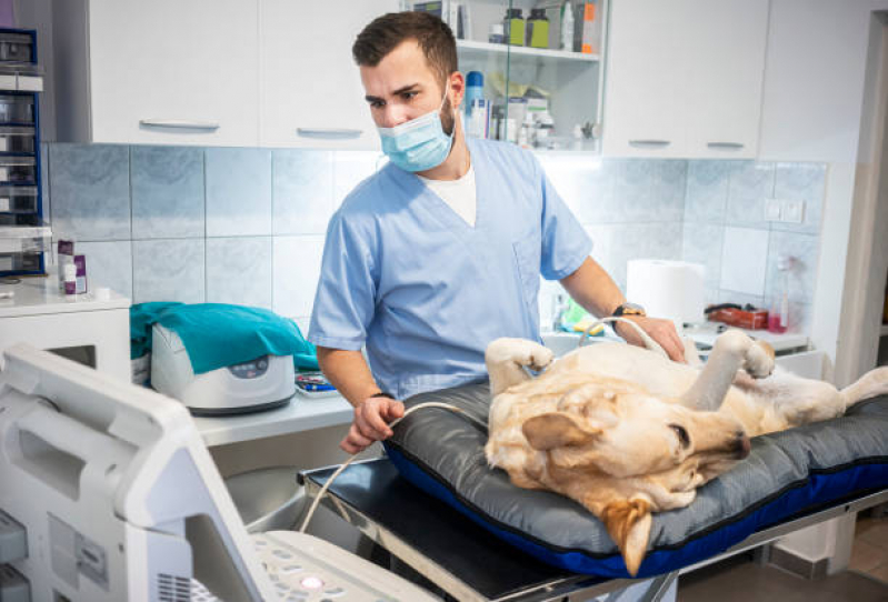 Exame de Ultrassom Abdominal Veterinário Valores Anália Franco - Exame de Ultrassom Abdominal em Cães