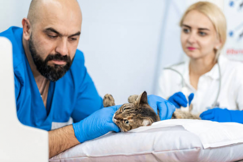 Exame de Ultrassom de Gato Valores Penha - Exame de Ultrassom em Gatos