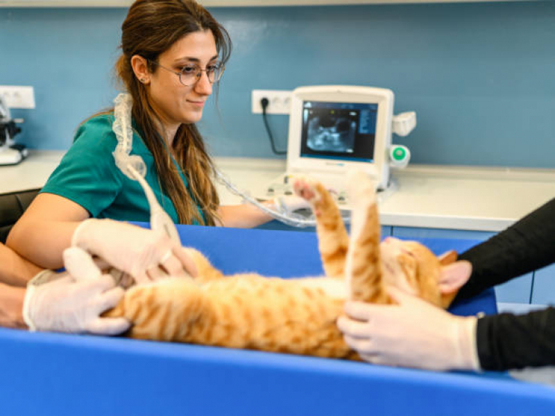 Exame de Ultrassom de Gato Penha - Exame de Ultrassom em Gatos