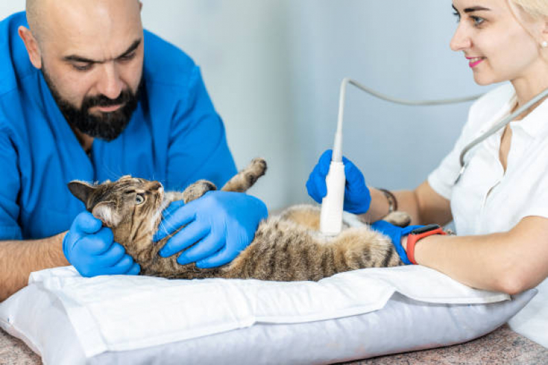 Exame de Ultrassom em Gatos Valores São João Climaco - Exame de Ultrassom em Gatos