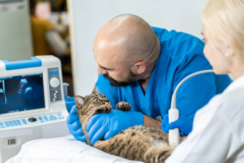Exame de Ultrassom Gato Valores Alto da Mooca - Exame de Ultrassom para Gato