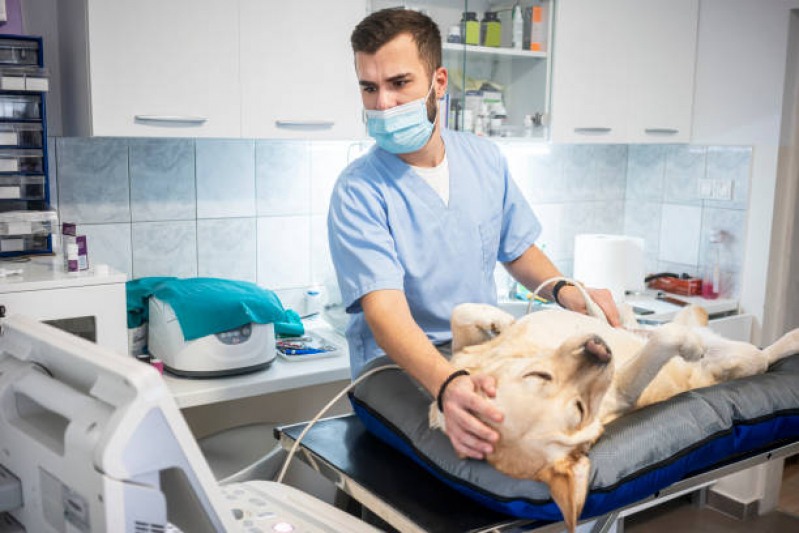 Exame de Ultrassom para Cachorro Vila Salete - Exame de Imagem Veterinário