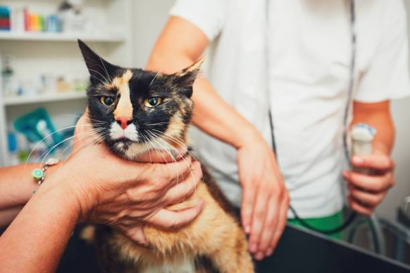 Exame de Ultrassom para Gato Valores Sapopemba - Exame de Ultrassom Abdominal em Gatos