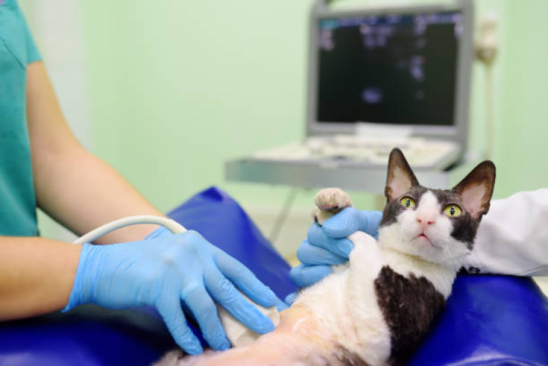 Exame de Ultrassom para Gatos Vila Esperança - Exame de Ultrassom para Gato