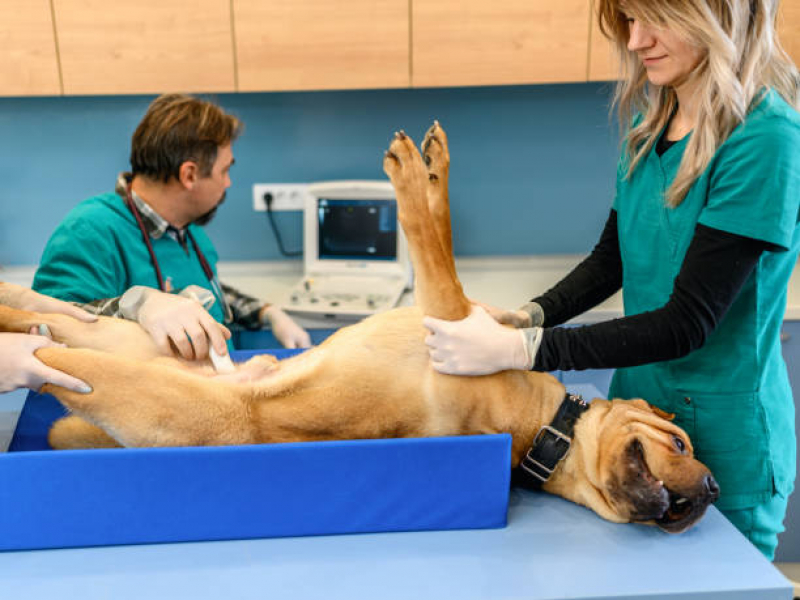 Exame de Ultrassonografia Cachorro Valores Conjunto Habitacional Teotonio Vilela - Exame de Ultrassom em Gatos Zona Leste