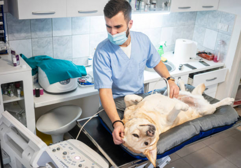 Exame de Ultrassonografia Cachorro Parque Sonia - Exame de Ultrassom em Gatos