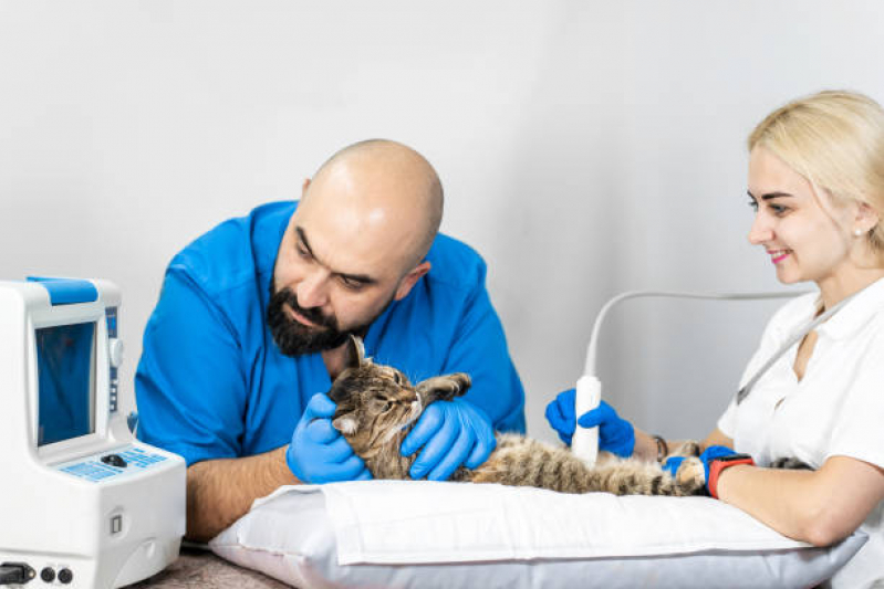 Exame de Ultrassonografia em Cachorro Valores Jd São João - Exame de Ultrassom em Gatos São Paulo