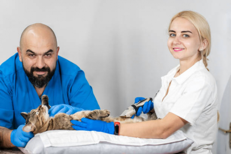 Exame de Ultrassonografia em Cachorro Vila Nova Savoia - Exame de Ultrassom em Gatos São Paulo