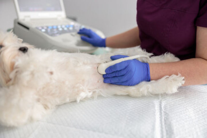 Exame de Ultrassonografia para Cachorro Valores Vila Contanca - Exame de Ultrassonografia Cachorro