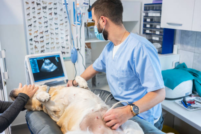 Exame de Ultrassonografia para Cachorro Conjunto Habitacional Teotonio Vilela - Exame de Ultrassom em Gatos