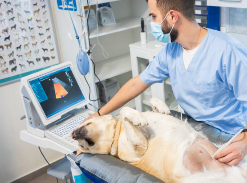 Exame de Ultrassonografia para Cães e Gatos Valores Guaianazes - Exame de Imagem Veterinário