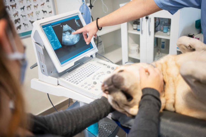 Exame de Ultrassonografia para Cães e Gatos Ermelino Matarazzo - Exame de Imagem Veterinário