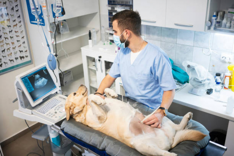 Exame Ultrassom Cachorro Artur Alvim - Exame de Ultrassonografia para Cachorro