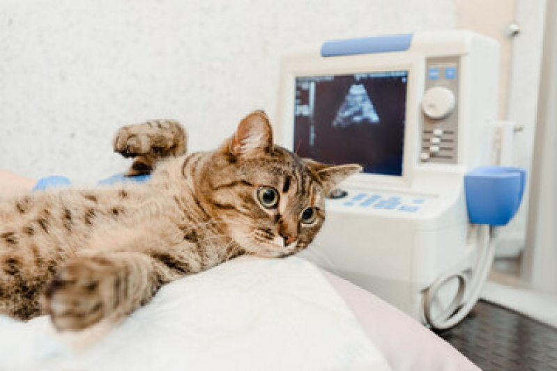 Onde Fazer Exame de Ultrassom Abdominal em Gatos Belém - Exame de Ultrassom para Gato